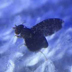 Trypetisoma sticticum