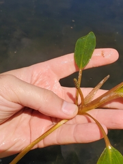 Potamogeton amplifolius