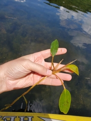 Potamogeton amplifolius