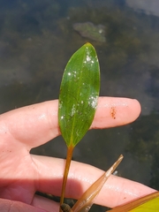 Potamogeton amplifolius