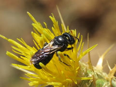 Ceratina chalcites