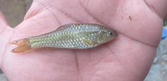 Barbodes binotatus