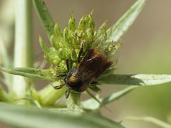 Ripiphorus subdipterus