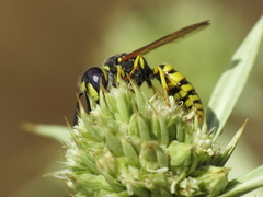 Philanthus triangulum