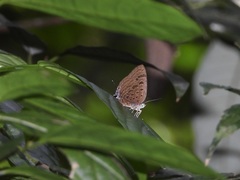 Arhopala athada