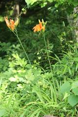 Hemerocallis fulva kwanso