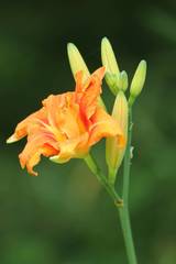 Hemerocallis fulva kwanso