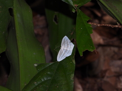 Acropteris rectinervata