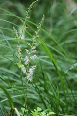 Astilbe microphylla