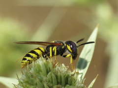 Philanthus triangulum