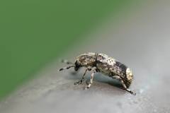 Ozotomerus japonicus