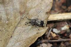 Ozotomerus japonicus