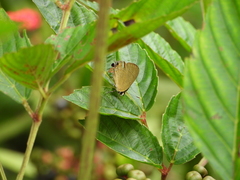 Rapala dieneces dieneces