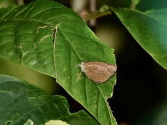 Arhopala eumolphus