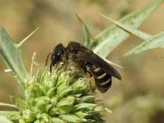 Halictus fulvipes