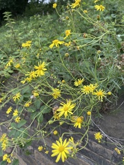 Senecio inaequidens