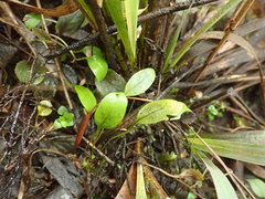 Myosotis tenericaulis