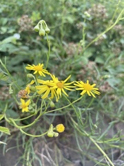 Senecio inaequidens