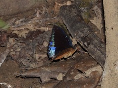 Lexias dirtea merguia