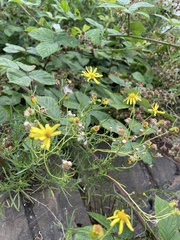 Senecio inaequidens