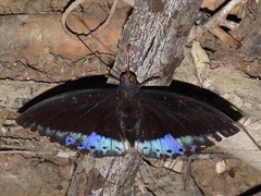 Lexias dirtea merguia