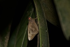 Erionota hiraca