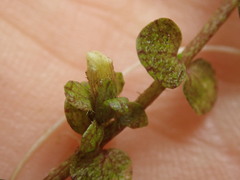 Gratiola concinna