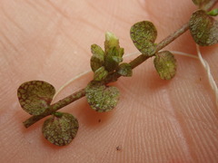 Gratiola concinna