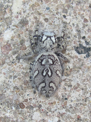 Phidippus mystaceus