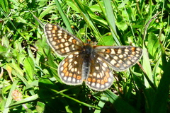 Euphydryas aurinia debilis