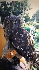 Bubo