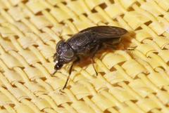 Notogramma