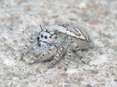 Phidippus mystaceus