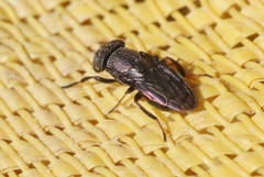 Notogramma
