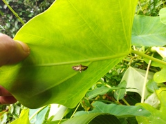 Cnaphalocrocis trebiusalis