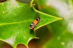Callomyia amoena