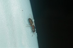 Camponotus itoi