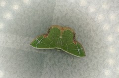 Comibaena nigromacularia