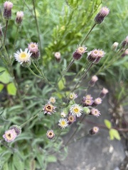 Erigeron acris
