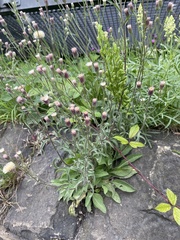 Erigeron acris
