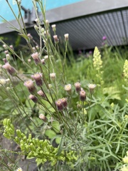 Erigeron acris