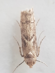 Blastobasis adustella