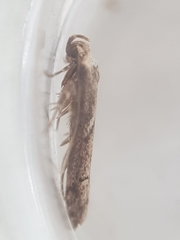 Blastobasis adustella