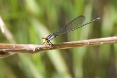 Pseudagrion lucifer