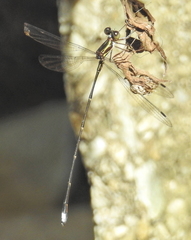 Ecchlorolestes nylephtha