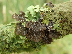 Pseudocyphellaria intricata