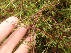Coprosma elatirioides