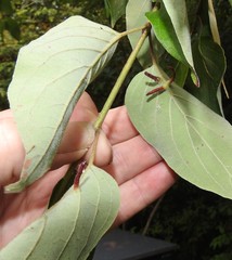 Craneiobia tuba