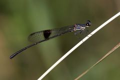 Nososticta kalumburu