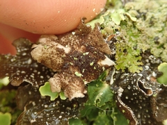Pseudocyphellaria intricata
